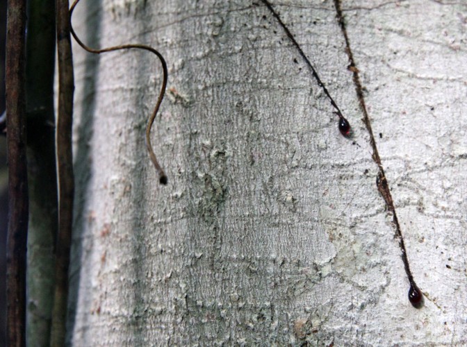 Dragon blood tree - sok ma m.in. właściwosci antybakteryjne