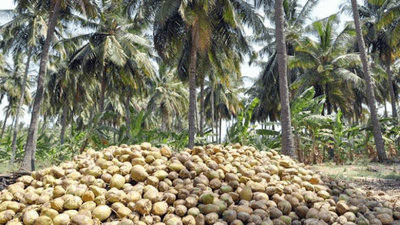 Coconut-Farmers-in-Nigeria (Credit: Businessday NG)