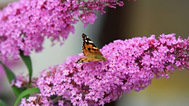 kiedy przycinać budleję dawida na wiosnę. jak szybko rośnie budleja dawida? kiedy kwitnie motyli krzew? budleja dawida cięcie odmiany