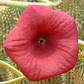 HOODIA GORDONI