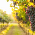Najgorsze od 70 lat zbiory wina we Włoszech. Trunku będzie mniej aż o 25 proc.