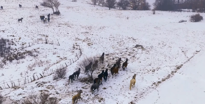 Divlji konji ispod planine Cincar