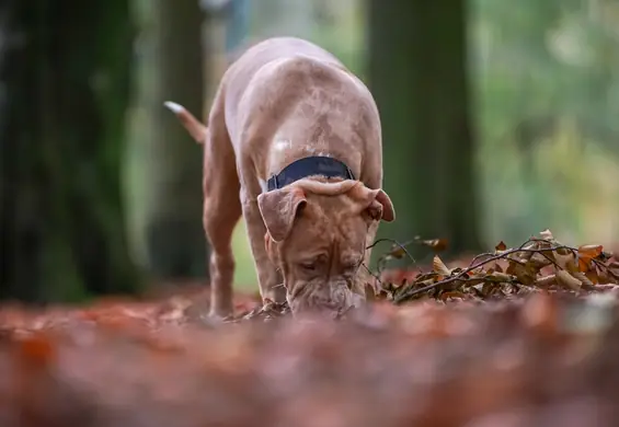 Wielka Brytania zakazuje psów American XL Bully. "Są zagrożeniem"