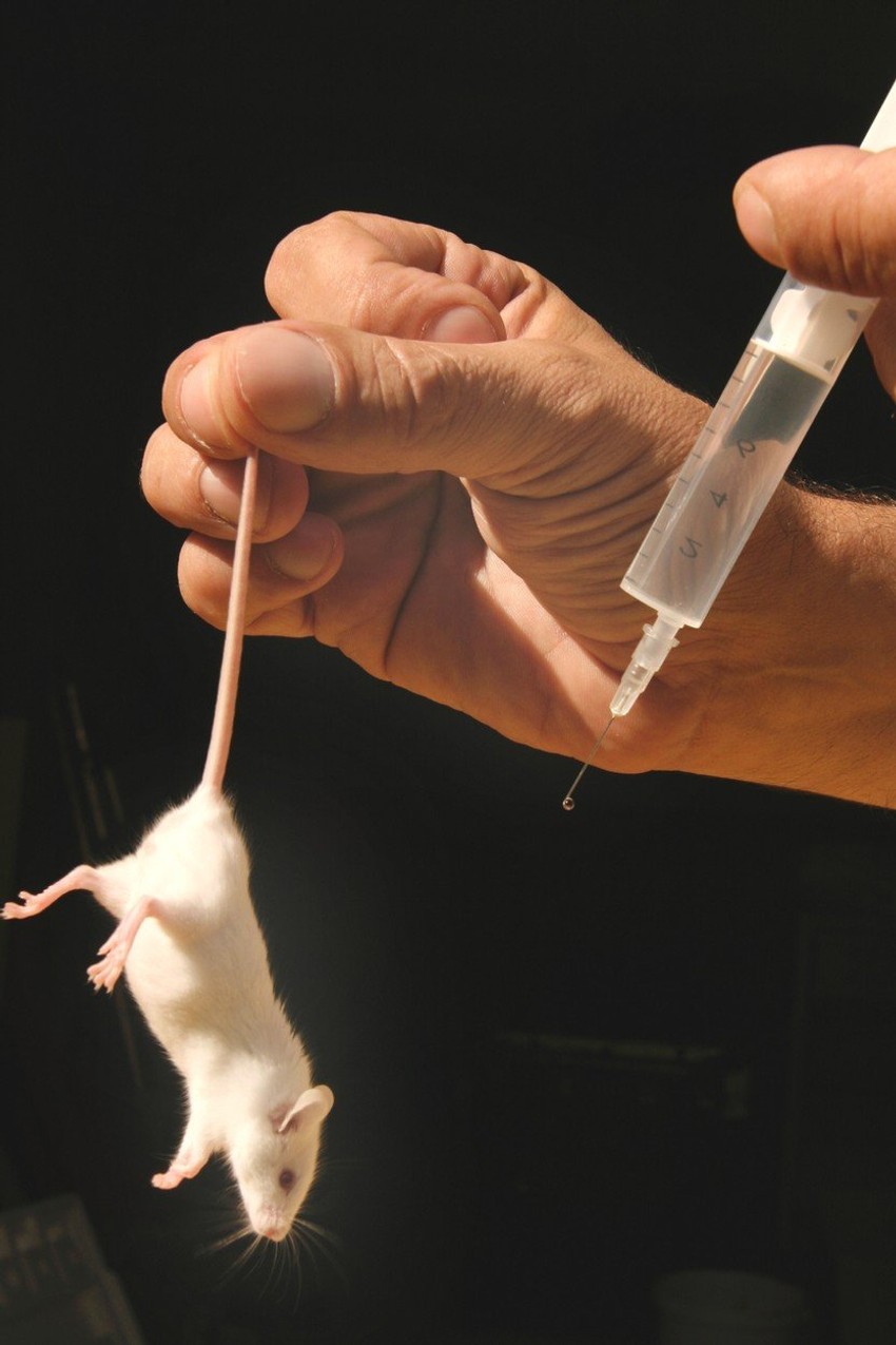 Ubrizgavanjem dva agensa eliminisane su ćelije tumora u čitavom telu glodara