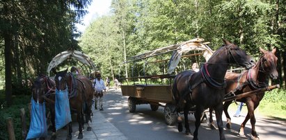 Zbadają konie wiozące turystów