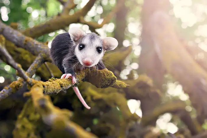 cute-possums-231__700