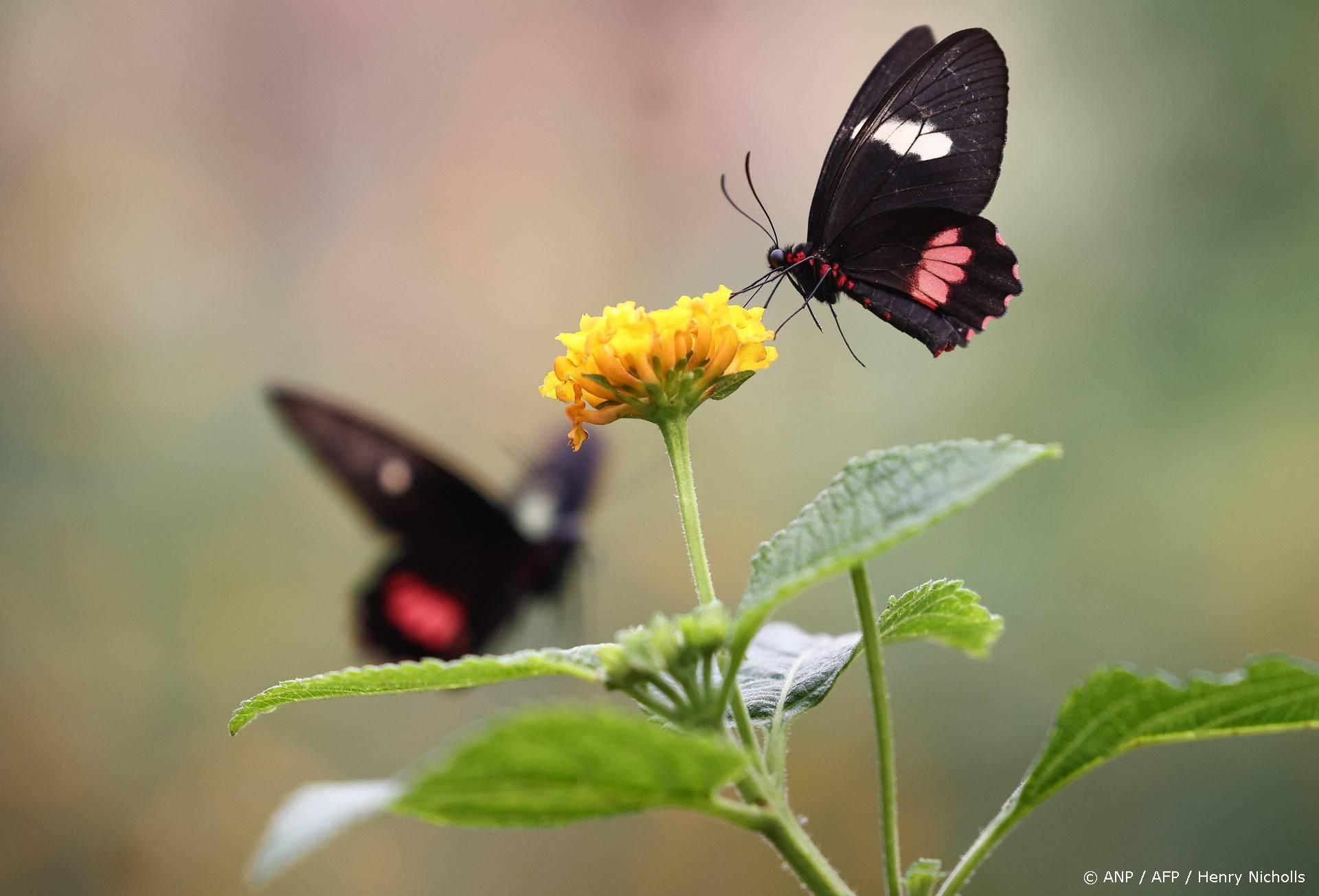 172 bijensoorten dreigen uit te sterven - vlinders ook zwaar bedreigd