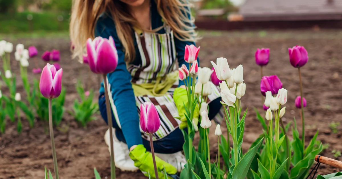 Kiedy sadzić cebulki tulipanów? Nie przegap tego momentu
