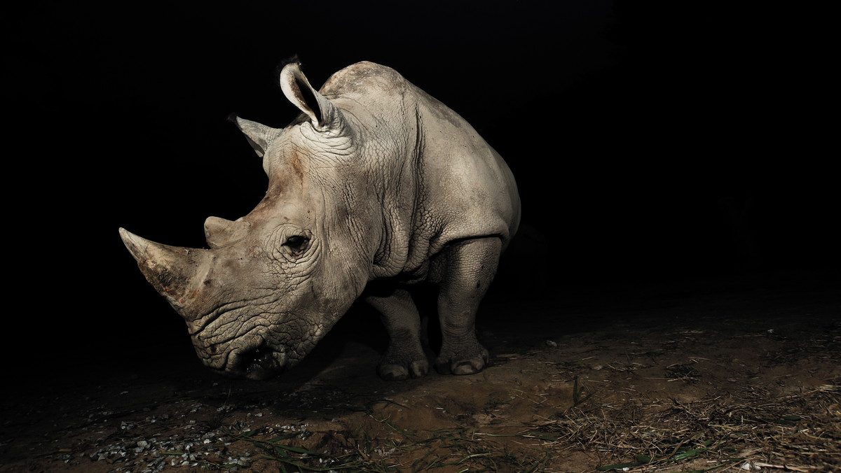 Chiny legalizują róg nosorożca i kości tygrysa dla celów medycyny tradycyjnej