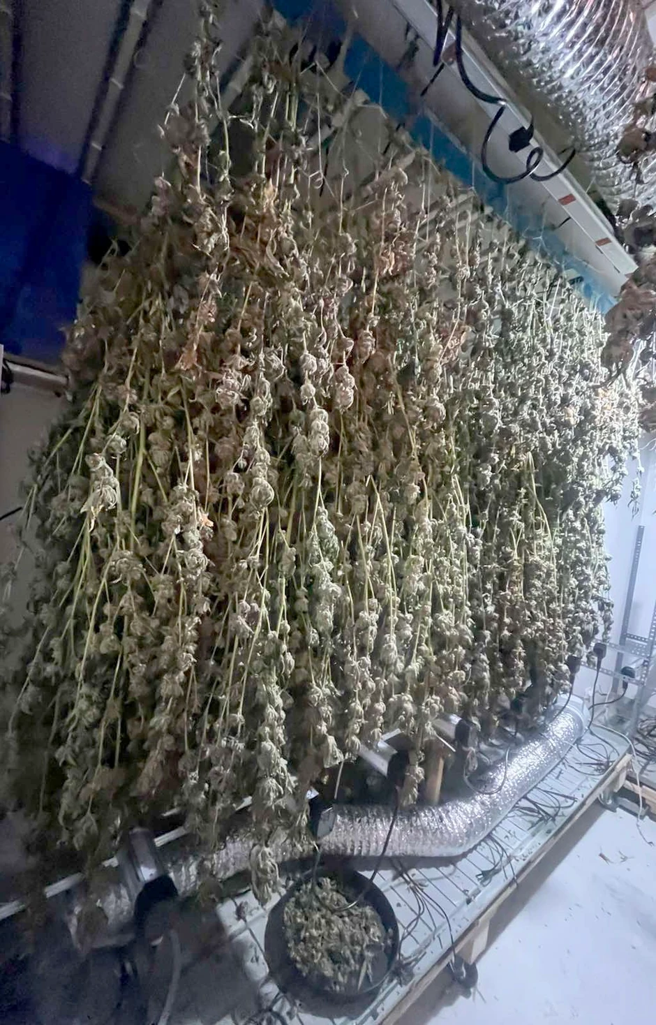 Otkrivena laboratorija marihuane 