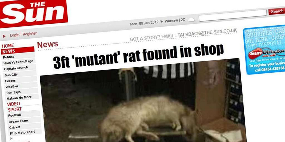 Szczur mutant. Jeszcze większy i grubszy! FOTO