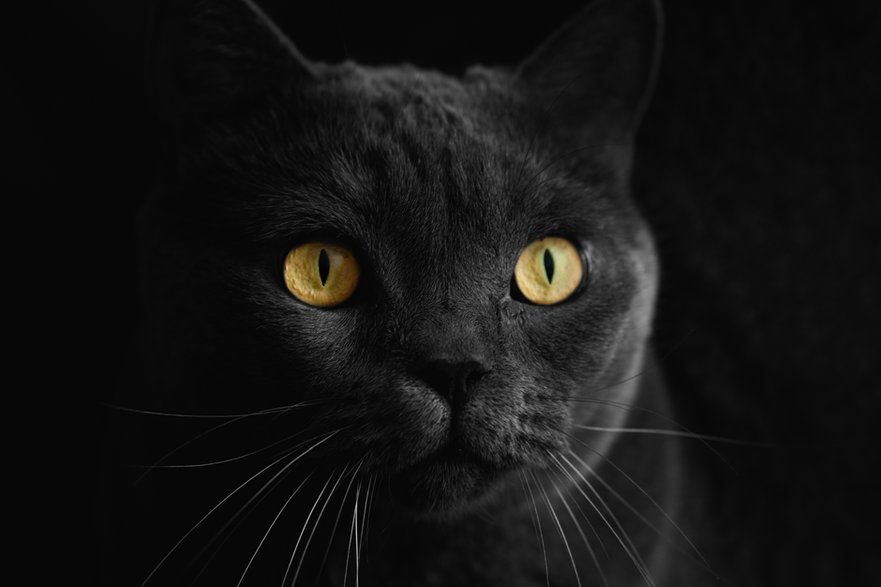 Czarny kot brytyjski