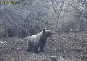 medved na ručku na Tari