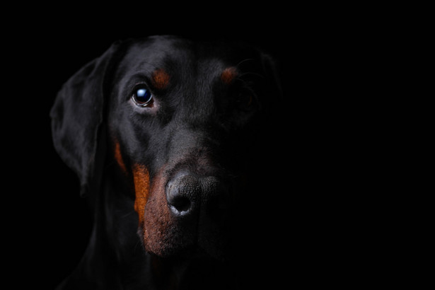 Doberman