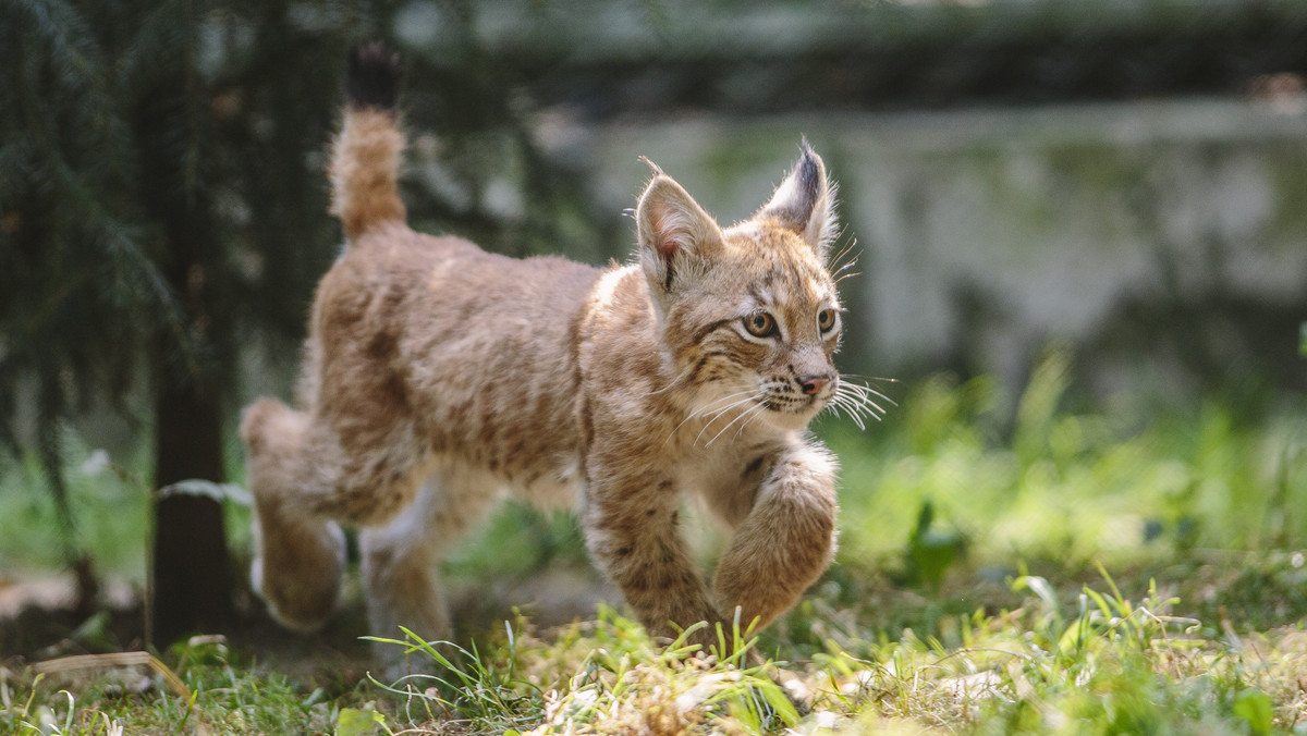 Pierwszy ryś urodzony w łódzkim ZOO już wiosną może wyjechać do ośrodka na Pomorzu, by pomóc w odrodzeniu populacji rysi na tym terenie.