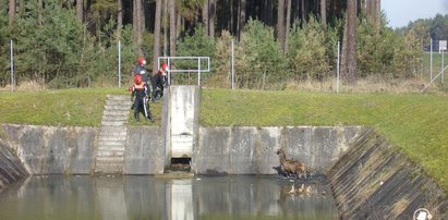 Zwierzęta utknęły przy A4. Przed śmiercią uratowali je strażacy