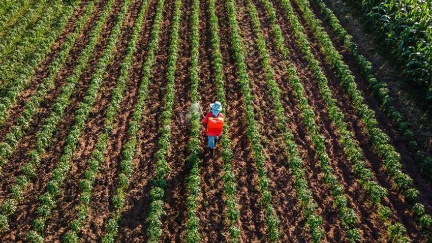 Porast cene veštačkog đubriva će se prenositi dalje kroz lance snabdevanja, kaže Suzana Striter, glavna streteškinja za investicionu konsultantsku firmu Velt klub | Foto: Getty Images