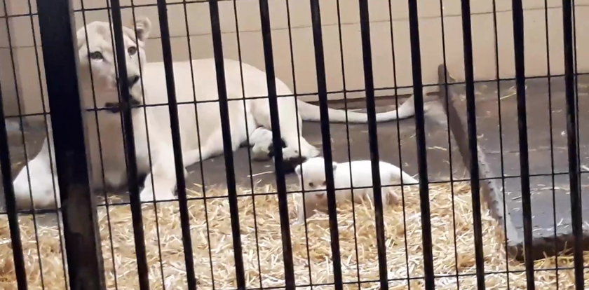Zobacz jaka słodycz! Biała lwiczka przyszła na świat w zoo safari pod Łodzią (WIDEO)