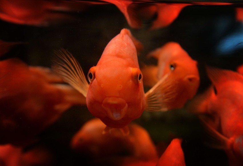 Otkrivene su i nauci tri potpuno nepoznate vrste riba