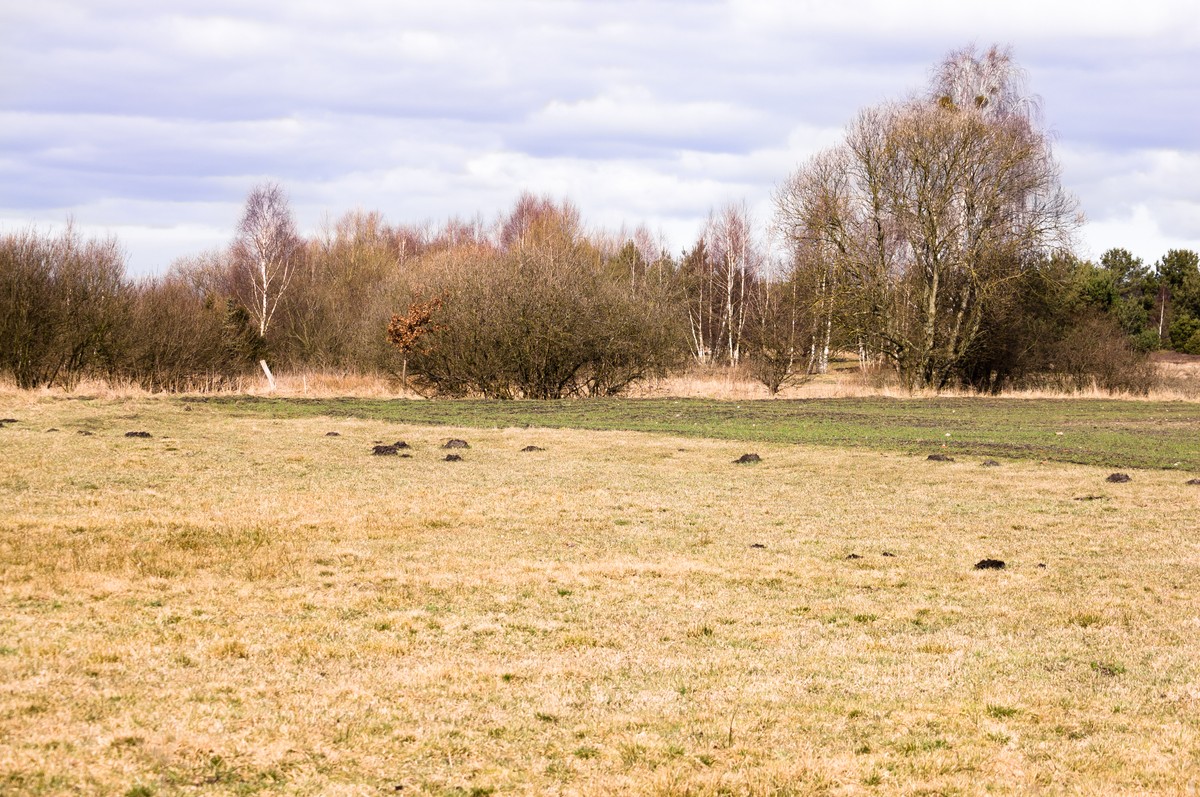 Klimatyczny armagedon? Polska na krawędzi katastrofalnej suszy