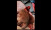 Makabra podczas walki na FEN 31. "Trybson" urwał rywalowi ucho