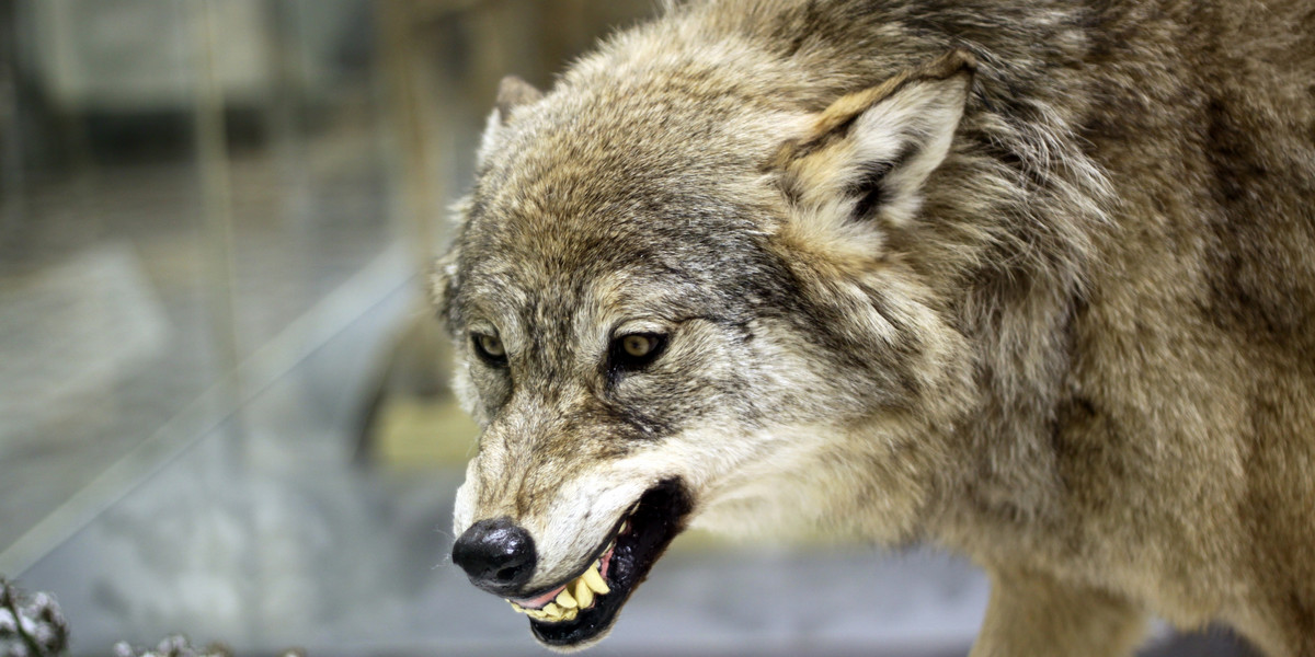 Wilki zaatakowały psa pod Nowym Tomyślem.