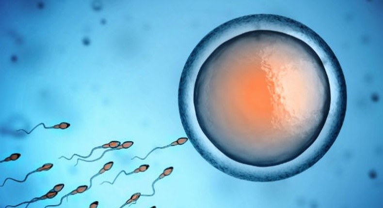 Sperm cells and a female egg