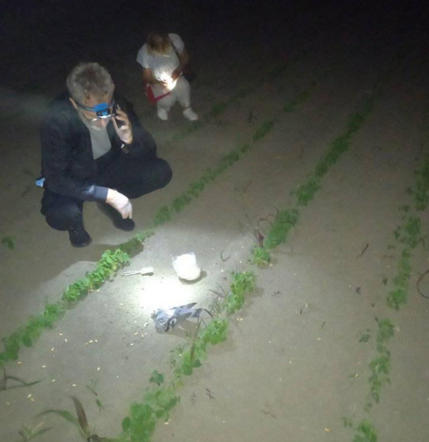 BAČEN OTROVANI KUKURUZ