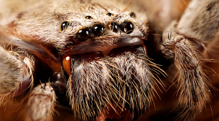 Az ausztrál Huntsman póknak jelenleg 94 faját ismerik /Illusztráció: Northfoto
