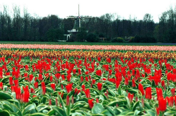 tulipany, Holandia
