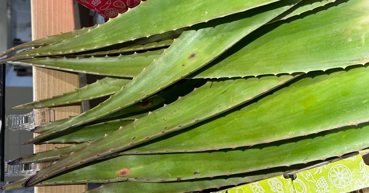 Aloes - naturalny sposób na zdrowie i piękno