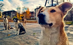 Mutanty z Czarnobyla? Naukowcy ujawniają jak psy rozwinęły supermoce w strefie radioaktywnego zniszczenia