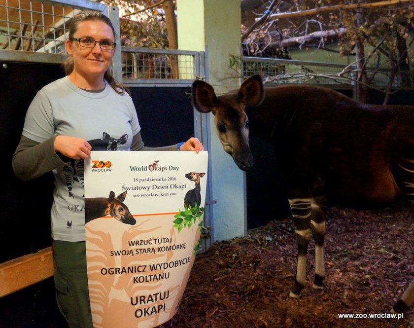 Zoo pomaga ratować okapi