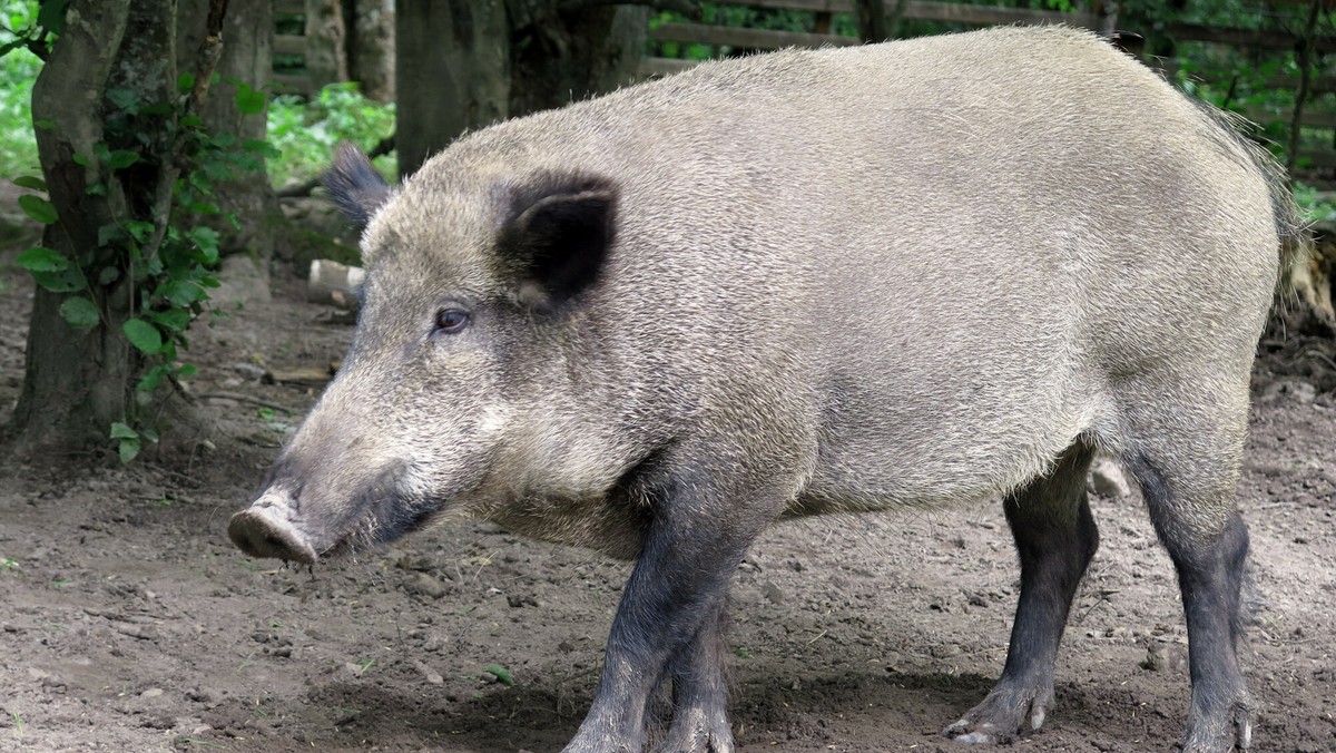 Dzik zaatakował chłopca w Legnicy. Nowe fakty