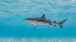 seria ataków rekinów. 12-latek w stanie krytycznym trafił do szpitala