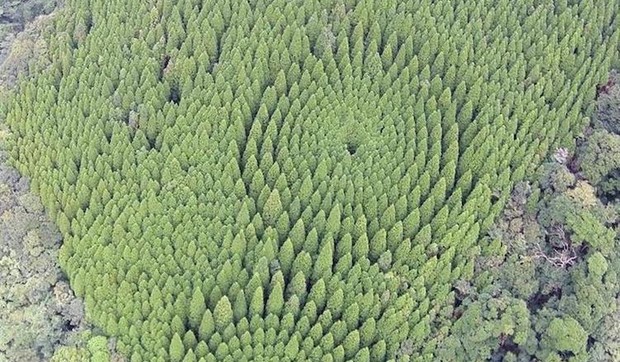 japan foto Screenshot Miyazaki southern forest management office via Sankei News