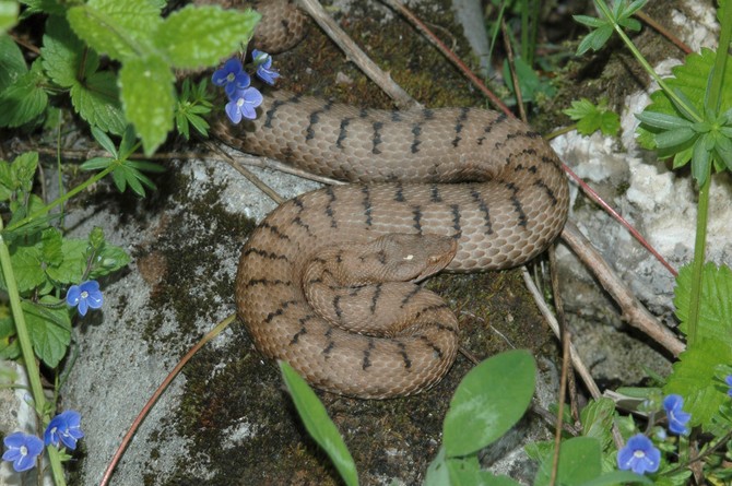 Zmije vole topla, vlažna i mračna mesta