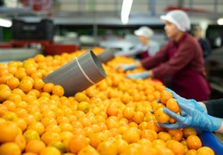 Rosja ma trudności płatnicze. Zamiast pieniędzy akceptuje mandarynki