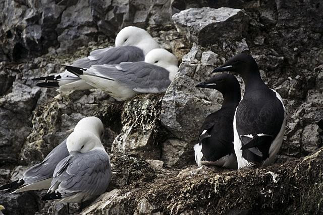 Galeria Wystawa polarnej fotografii przyrodniczej "Ptaki Spitsbergenu", obrazek 39