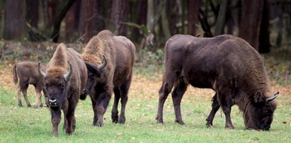 Śląscy leśnicy podnieśli alarm! Wielka obława na gang zwierzaków