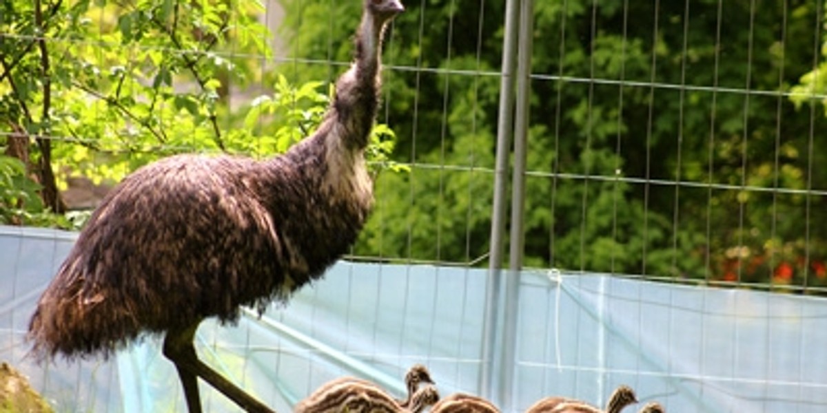 emu