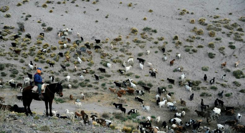 Sazo and other goat breeders scattered along the Andes foothills are on the frontline of climate change