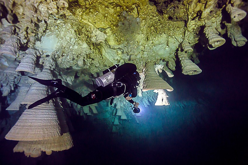 Neverovatna "morska zvona"