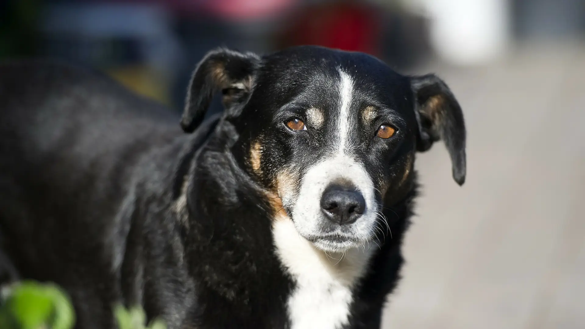 Adoptowali psa, żeby wyciąć mu nerkę. Sprawa znowu w sądzie