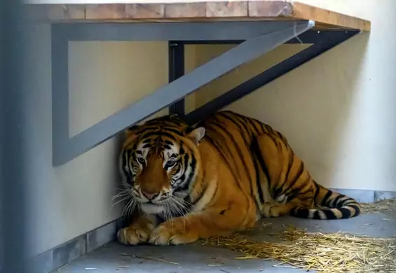 Polacy "przytulili" tygrysy. Zoo w Poznaniu zebrało już milion złotych na leczenie zwierząt