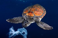 Green sea turtle trying to eat a plastic bag,It seems a jellyfish. Shot made between 3 and 4 metres 