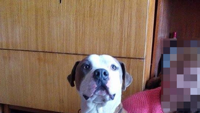 Tornóczky Anitáék mentették meg az elaltatástól Cézár kutyát