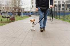 Sypią się mandaty za niesprzątanie po psie. Pomaga monitoring