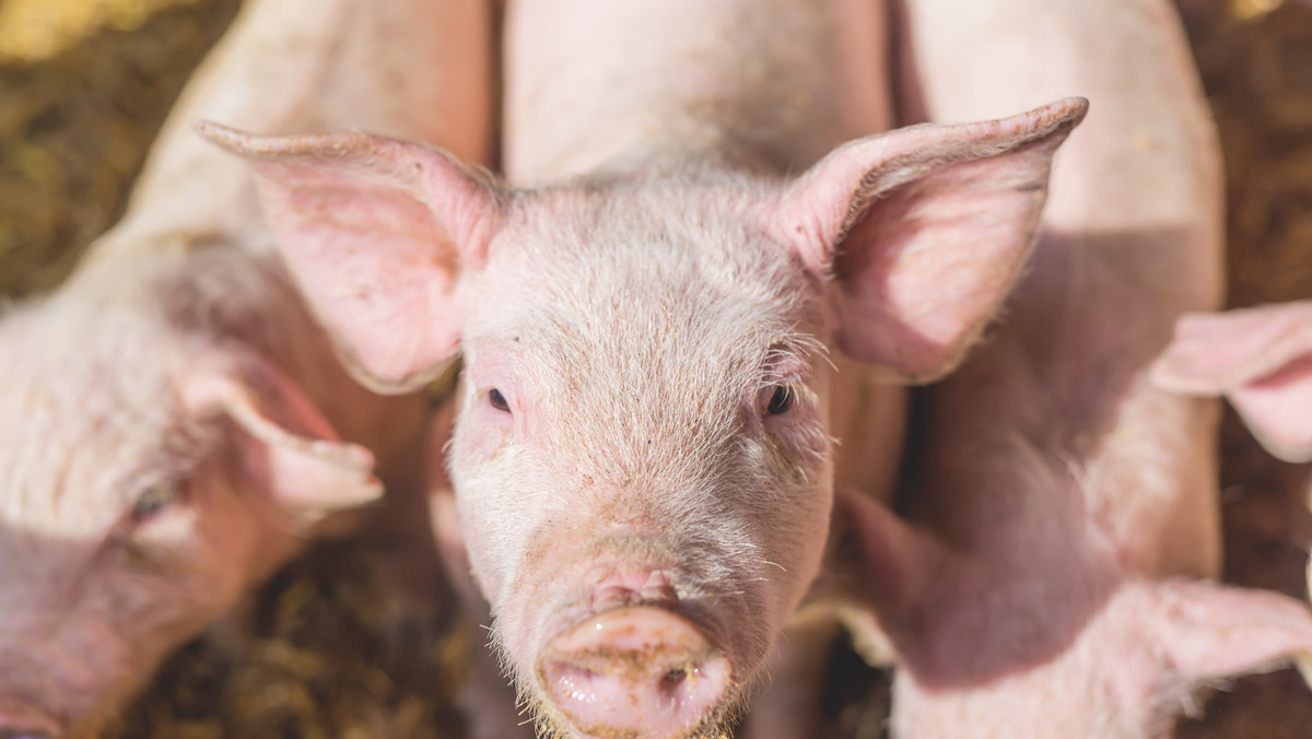 Dwa nowe ogniska afrykańskiego pomoru świń (ASF) u trzody chlewnej wykryto w gospodarstwach w Lubelskim. Hodowano w nich łącznie 38 świń – wynika z opublikowanego dziś komunikatu Głównego Lekarza Weterynarii. W tym roku w Polsce wykryto 60 ognisk ASF u świń.