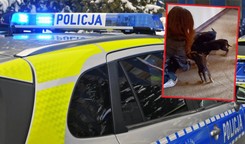 Horror 7 psiaków. 'Bez wody i jedzenia'. Gdzie właściciel?